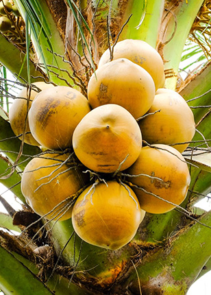 Cosmétiques 100% naturel et bio basé sur Huile de coco du Pacifique Sud