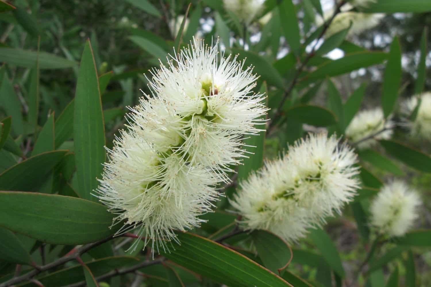 L´HUILE ESSENTIELLE DE NIAOULI 100% PURE BIO ET <br>D´ORIGINE NATURELLE - 15ML