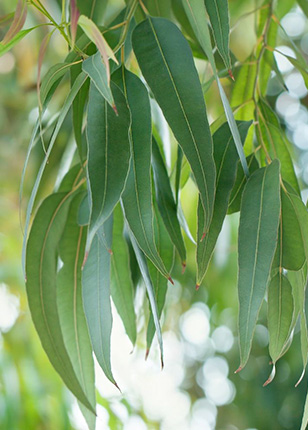 Cosmétiques 100% naturel et bio basé sur de l'huile d'Eucalyptus du Pacifique Sud